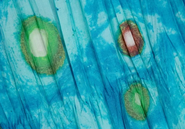 ISSEY MIYAKE WHITELABEL Printed Wrinkle Pleats Skirt K-109429_015